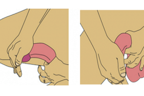 flexion of the penis to increase it