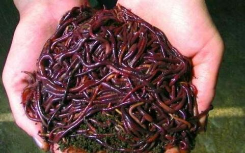 earthworms and their use for penis enlargement